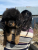 Фото №4. Продажа тибетского мастифа в Караганде частное объявление - цена 34570₽