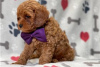 Фото №3. Beautiful Cavapoo Puppies For free adoption.  Германия