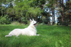 Дополнительные фото: Белая короткошерстная швейцарская овчарка