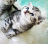Фото №3. Британские котята Кортаар. Россия