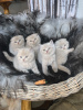 Фото №3. Качественные шотландские вислоухие котята. Финляндия