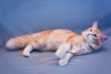 Дополнительные фото: Восхитительный кот Рыжик в добрые руки