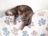 Фото №3. Ласковая, контактная кошка Варюшка в добрые руки. Россия