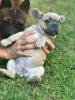 Дополнительные фото: Puppies for sale Very cute French bulldog puppies