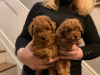 Фото №3. Cute Toy poodle puppies available for free adoption.  Германия