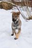 Фото №1. чехословацкая волчья собака - купить в Ярославле за договорная. Объявление №9721