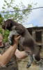 Дополнительные фото: Чистокровные щенки дратхаара в Крыму
