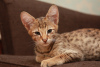 Дополнительные фото: Котята породы Саванна ф2