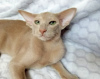 Фото №4. Продам ориентальную кошку в Тюмени заводчик - цена 250000₽