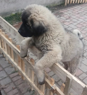 Дополнительные фото: кавказские овчарки,щенкам 4 месяца,с метрикой КСУ/FCI