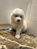 Фото №2 к объявлению №88514 о продаже самоедскую собаку - купить в Польше заводчик