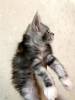 Дополнительные фото: Питомник мейн-кунов предлагает породистого котенка.