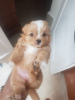 Дополнительные фото: Puppies are looking for their new family