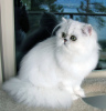 Фото №1. гималайская кошка - купить в Астрахане за договорная. Объявление №10112