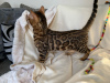 Фото №3. Вакцинированные котята бенгальской кошки уже в продаже.. Австралия