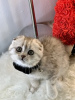 Фото №3. iloiset Scottish Fold - пеннат, 10 viikkoa vanhat Pentumme lähtevät kotoa. Финляндия