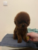 Дополнительные фото: Самец Teacup Red Poodle, свободен для спаривания