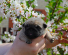 Фото №3. Baby pug.  Россия