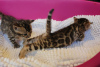 Фото №3. Здоровые котята бенгальской кошки уже доступны для усыновления. США