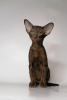 Фото №2 к объявлению №9731 о продаже ориентальная кошка - купить в России из питомника