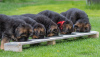 Дополнительные фото: Шикарные щенки немецкой овчарки