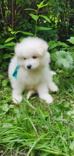 Фото №2 к объявлению №3175 о продаже самоедскую собаку - купить в России заводчик