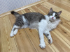 Дополнительные фото: Чудесная молодая кошечка котенок Лиза ищет дом и любящую семью!
