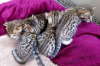 Фото №3. Лицензированные котята саванны F1, F2, F3, F4, F5 доступны. США