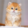 Дополнительные фото: Котята британская золотая шиншилла с родословной WCF