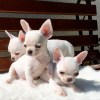 Фото №3. Красивые щенки чихуахуа для переезда.  Великобритания