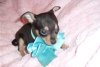 Дополнительные фото: Adorable Chihuahua Puppies for free adoption