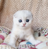 Фото №3. Продаются белые шотландские котята. США