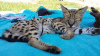 Фото №3. Продается ветеринарный осмотр кот африканский сервал и кот саванна f1 на. Великобритания