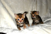 Дополнительные фото: Бенгальские кошки-Kätzchen sind jetzt zur Adoption verfügbar