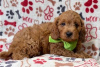 Фото №3. Beautiful Cavapoo Puppies For free adoption.  Германия