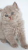 Фото №3. Британский длинношерстный кот lilac babyboy - Отец Чемпион Мира. Чехия