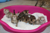 Дополнительные фото: Здоровые котята бенгальской кошки на бесплатное усыновление