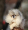 Дополнительные фото: Красивые щенки померанского шпица Бу