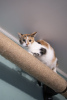 Фото №3. Котята в поиске дома. Россия
