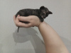 Дополнительные фото: Продаются котята донского сфинкса. 2 серых резиновых мальчика и 2 графитовые