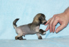 Фото №1. китайская хохлатая собака - купить в Москва за 25000₽. Объявление №39509