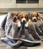 Фото №3. Healthy Beagle puppies for free adoption.  Германия