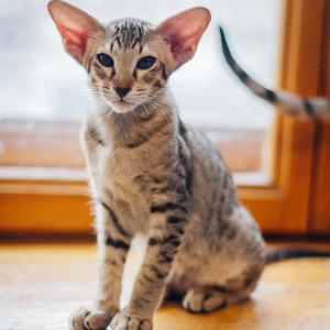 Фото №4. Продам ориентальную кошку в Нижнем Тагиле частное объявление - цена 25000руб