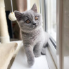 Фото №3. Доступны выдающиеся британские короткошерстные котята. США
