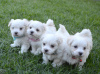 Фото №3. Cute Maltese puppies available for free adoptoin.  Германия