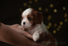Фото №3. Cavalier King Charles Spaniel Puppies.  Финляндия