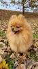 Дополнительные фото: Сute black&tan Pomeranian puppy