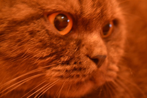 Дополнительные фото: Шоколадная дымчатая кошка