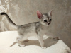 Фото №3. ABY silver абиссинский котенок чёрное серебро. Россия