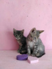 Дополнительные фото: Котята Алмазик и Топазик ищут дом!